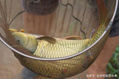 行者野釣營潘家口水庫活動紀實 山水之間，尋一份野趣與寧靜