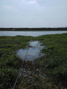 瓦埠湖野釣,魚口稀也還有魚 釣魚之家